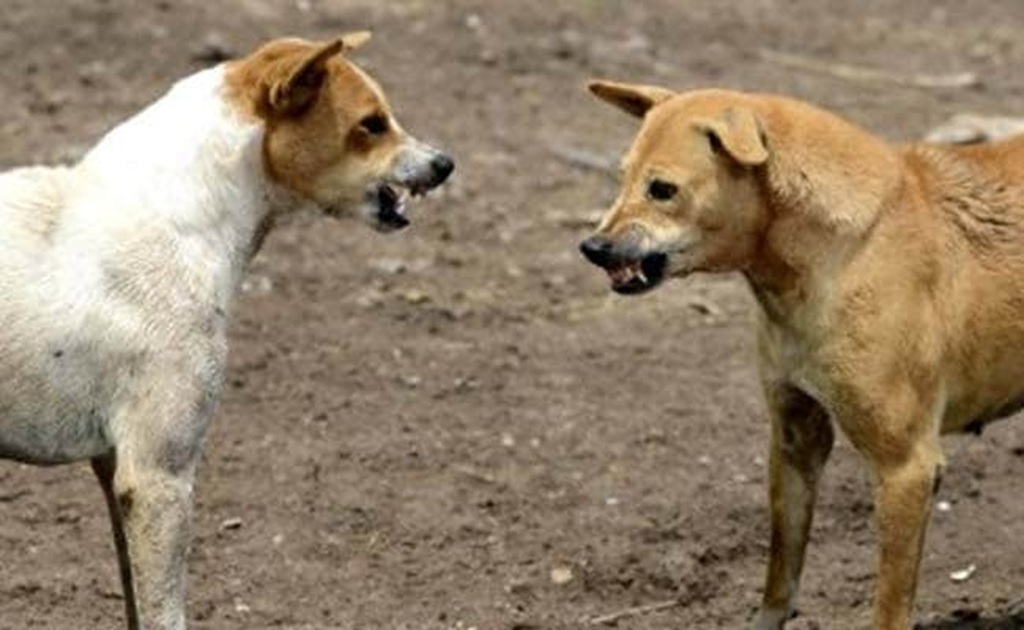 Stray Dogs Rabies India