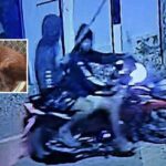 Teens Beating Dogs