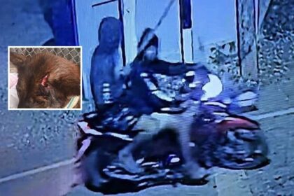 Teens Beating Dogs