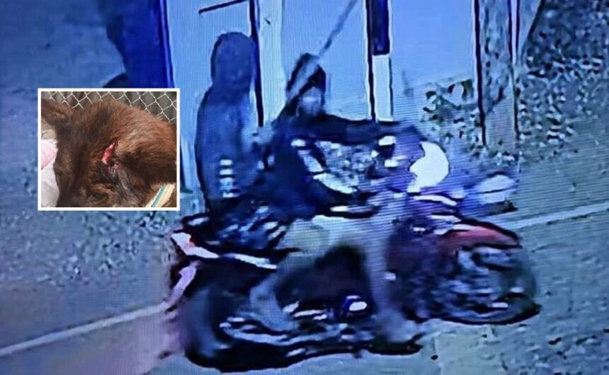 Teens Beating Dogs