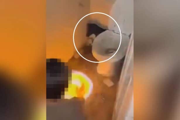 Teens, Lampang, Disabled Dog