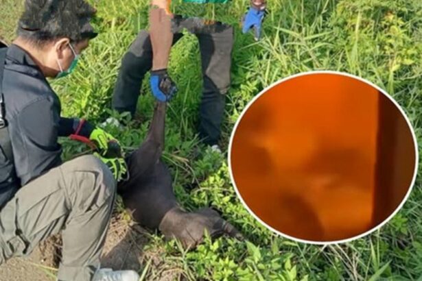 Teens Who Set Stray Dog on Fire Charged with Animal Cruelty