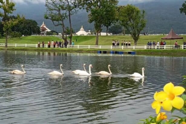 White Swans Chiang Mai