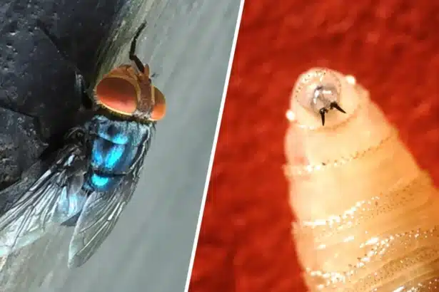 Travel-Related Flesh Eating Screwworm