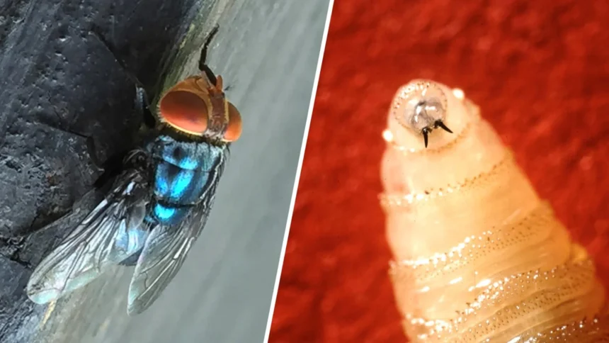 Travel-Related Flesh Eating Screwworm