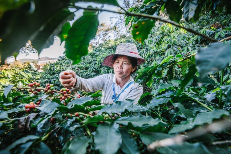 Chiang Rai’s Hill Tribes Brew a Booming Specialty Coffee Industry