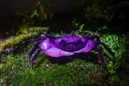 Rare Purple Crab