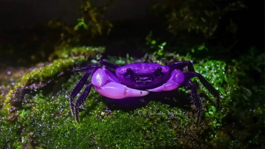 Rare Purple Crab