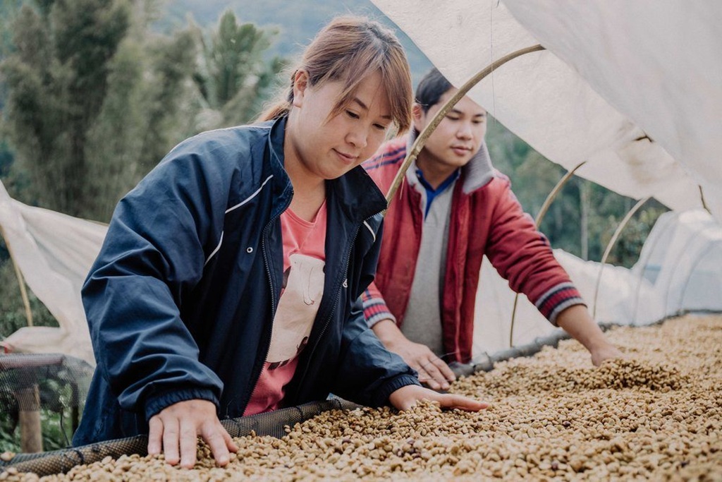 specialty coffee chiang rai