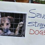 India, New Delhi, Stray Dogs