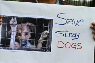 India, New Delhi, Stray Dogs