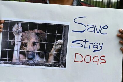 India, New Delhi, Stray Dogs