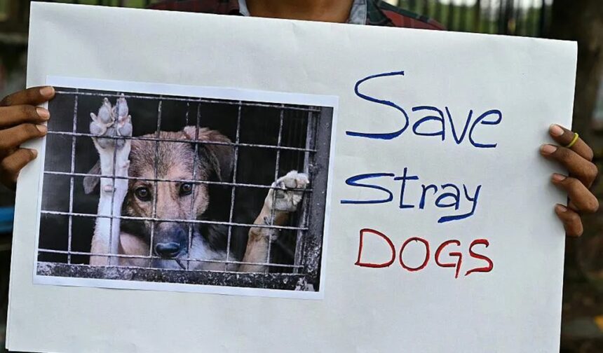India, New Delhi, Stray Dogs