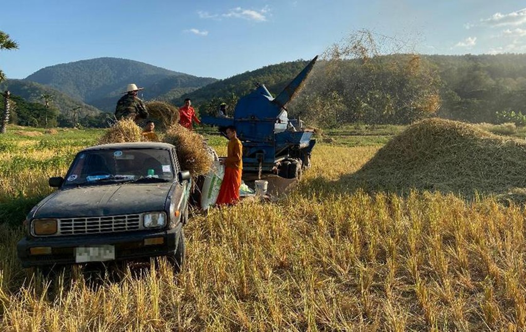 Rice Prices Crash in Thailand, Farmers, Chiang Rai