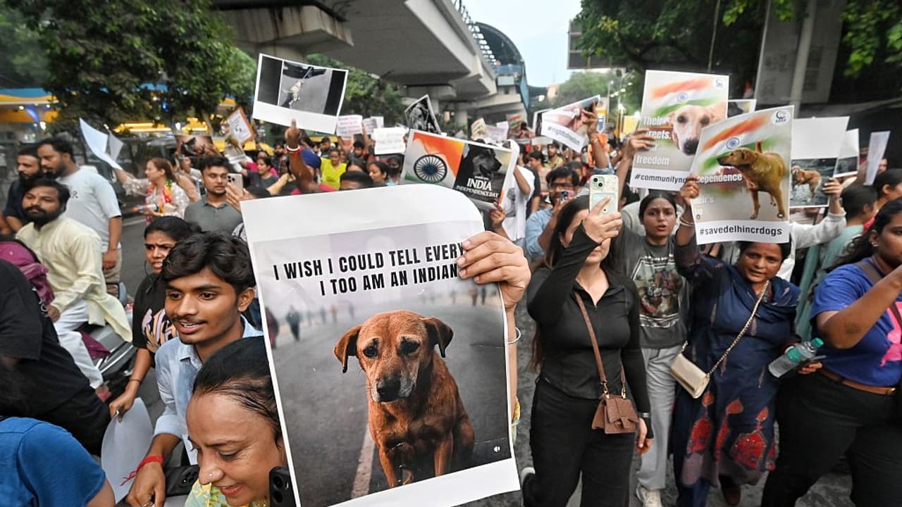 Stray Dog Protest in India