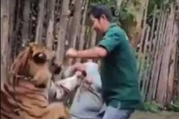 Lions Kill Zookeeper at Safari World 