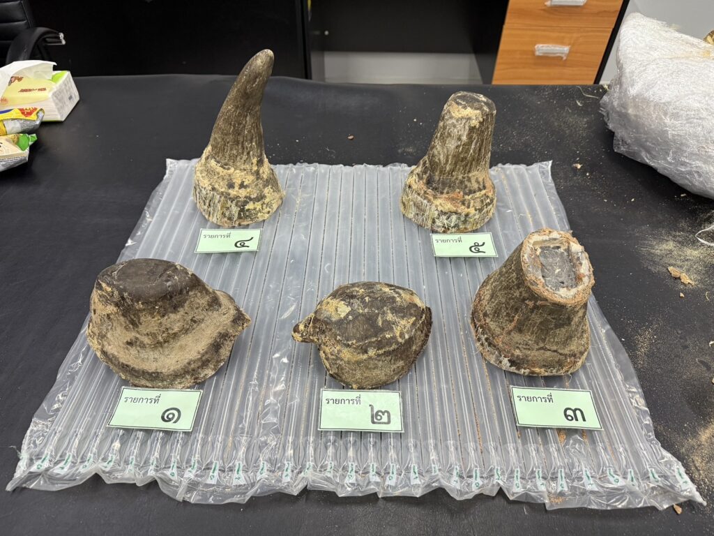 Vietnamese Man Busted at Bangkok Airport With Rhino Horns