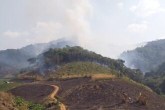 Deforestation Threatens Chiang Rai's Green Economy