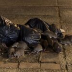 Rats feeding on Garbage in Chiang Mai