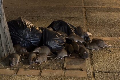 Rats feeding on Garbage in Chiang Mai