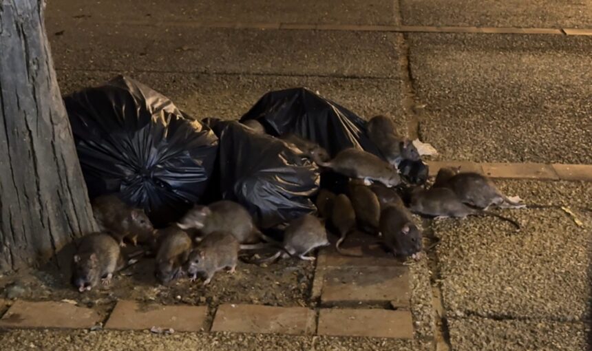 Rats feeding on Garbage in Chiang Mai