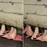Pigs Heads at Lampang Market Stirs Social Media Frenzy