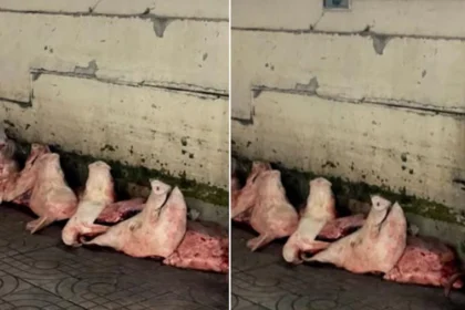 Pigs Heads at Lampang Market Stirs Social Media Frenzy