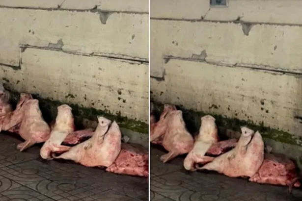 Pigs Heads at Lampang Market Stirs Social Media Frenzy