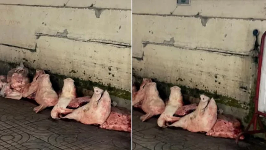 Pigs Heads at Lampang Market Stirs Social Media Frenzy