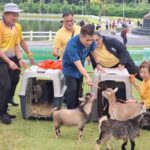 Chiang Mai Park Welcomes 8 Pygmy Goats From Night Safari