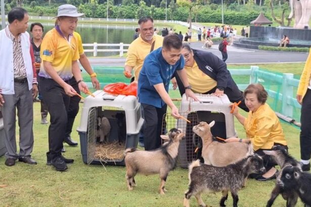 Chiang Mai Park Welcomes 8 Pygmy Goats From Night Safari