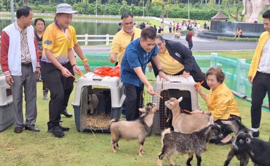 Chiang Mai Park Welcomes 8 Pygmy Goats From Night Safari