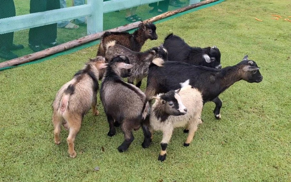 Chiang Mai Park Welcomes 8 Pygmy Goats From Night Safari
