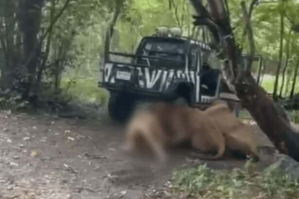 Lions, Zookeeper, Safari World zoo. Bangkok