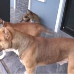 Pit Bulls and Thai Ridgeback Terrorize Neighborhood