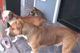 Pit Bulls and Thai Ridgeback Terrorize Neighborhood
