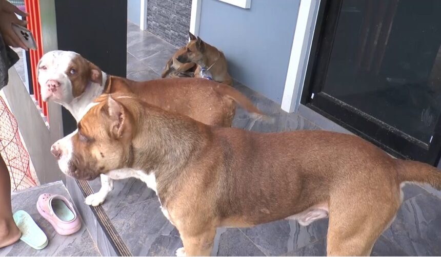 Pit Bulls and Thai Ridgeback Terrorize Neighborhood