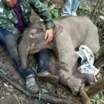 Baby elephant thailand