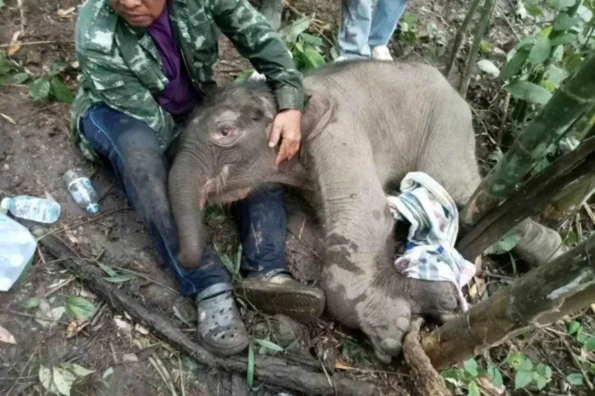 Baby elephant thailand