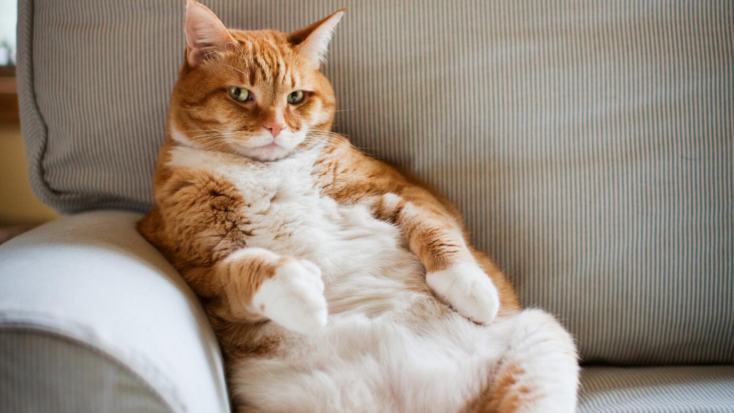 Pet Weight Management