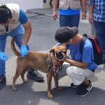 Rabies Outbreak in Bangkok