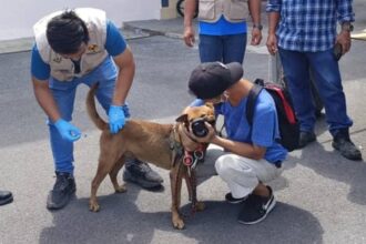 Rabies Outbreak in Bangkok