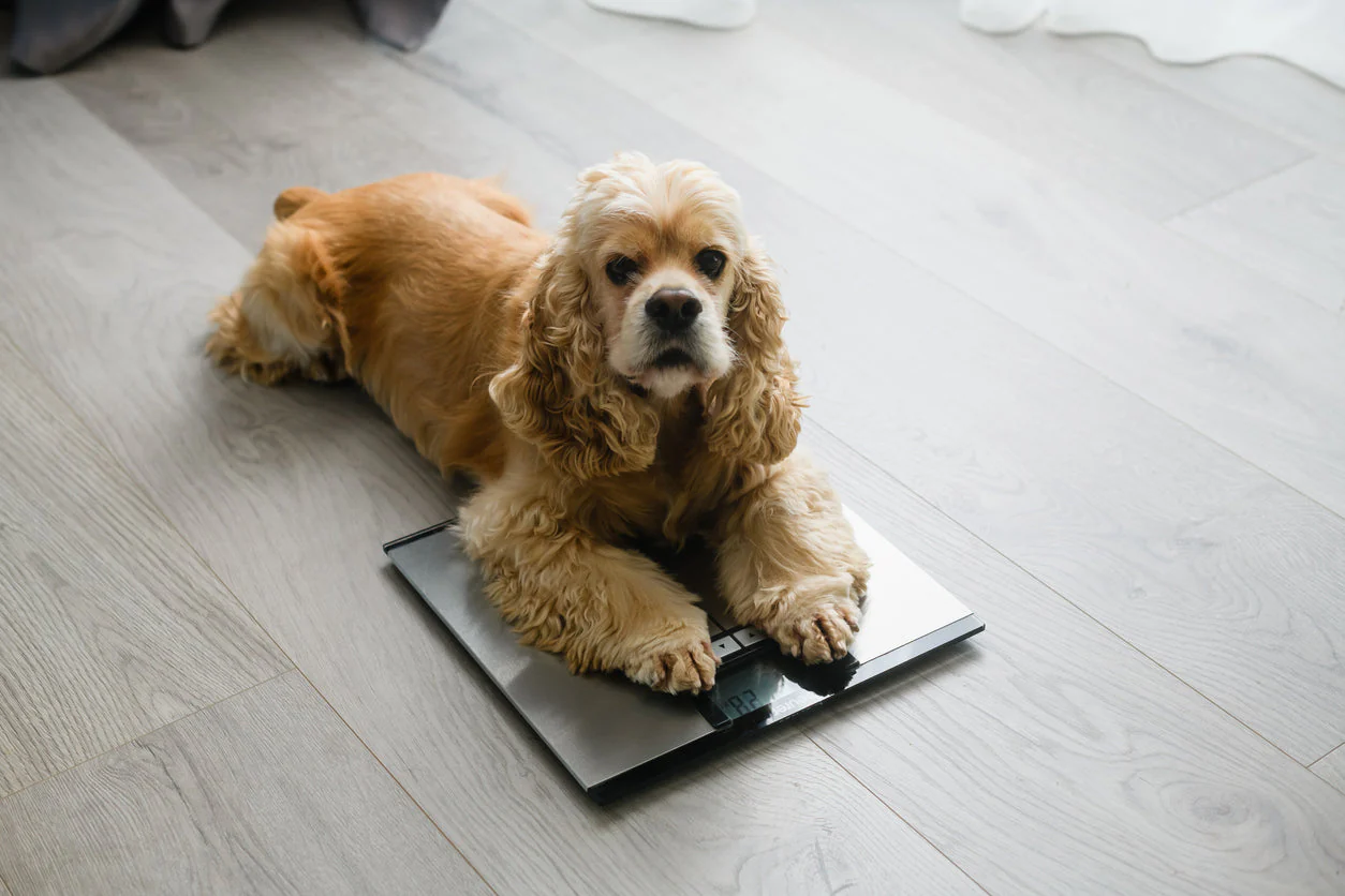 Pet Weight Management