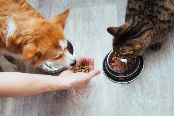 Pet Weight Management