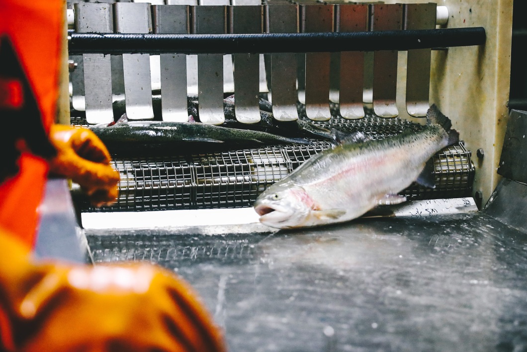 Xinjiang China Makes Impossible Salmon Farming Possible