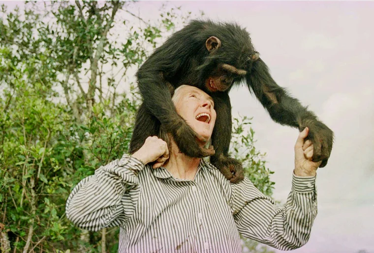 Jane Goodall's Study of Chimpanzees