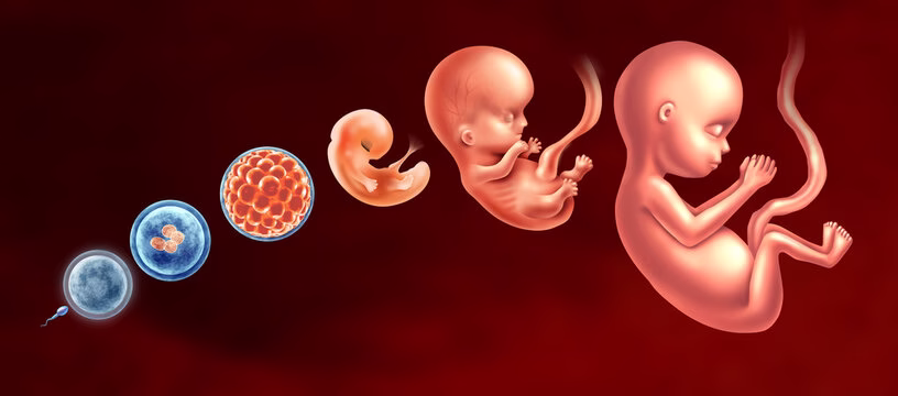 Infrastructure Important During Embryology