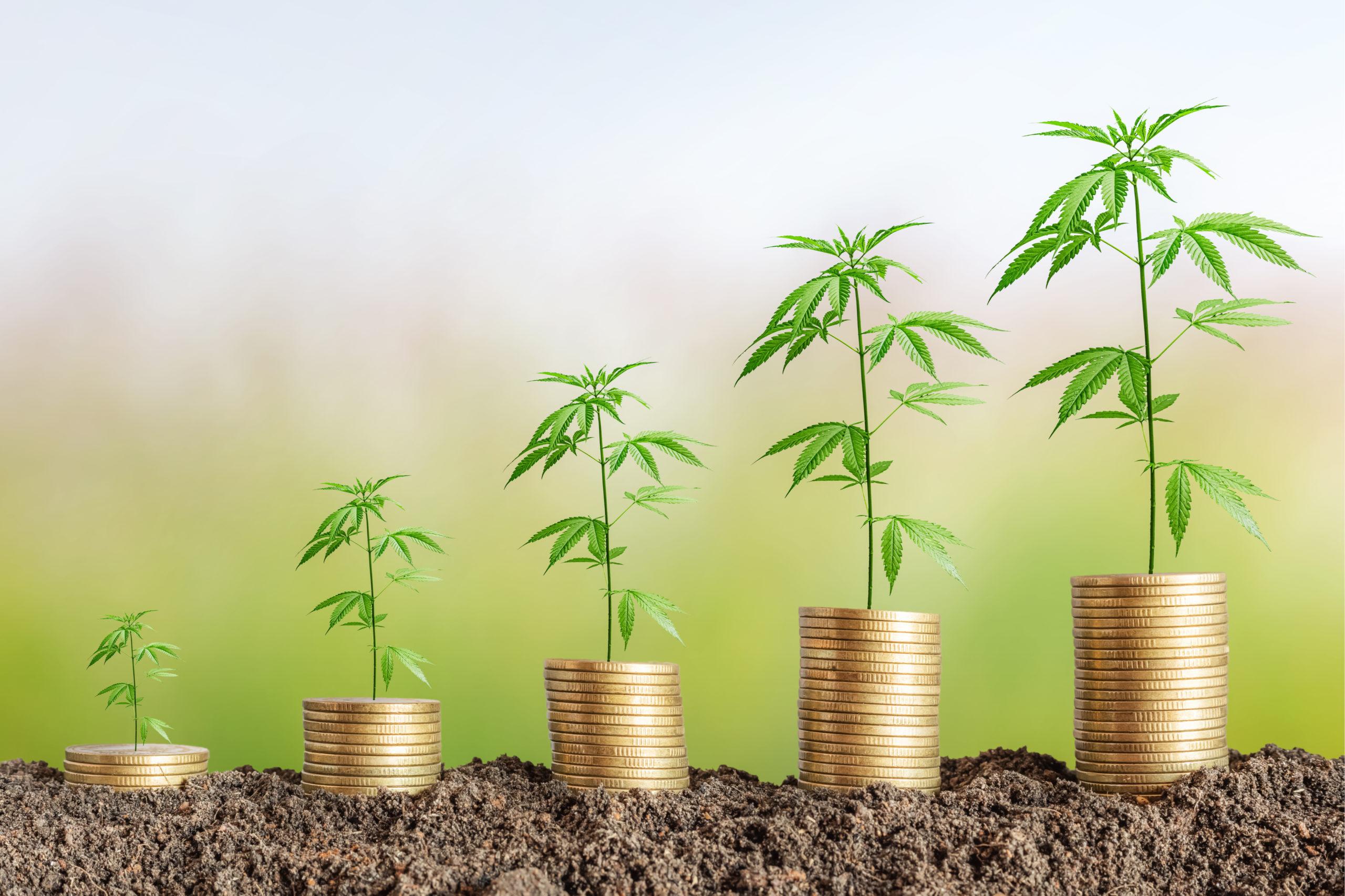 Cannabis-Business- 
