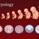 Infrastructure Important During Embryology