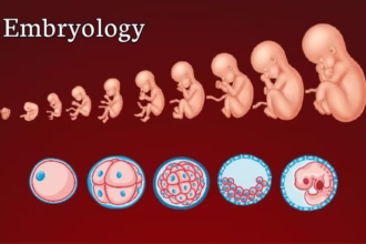 Infrastructure Important During Embryology